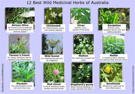 medicinal plants and herbs australia